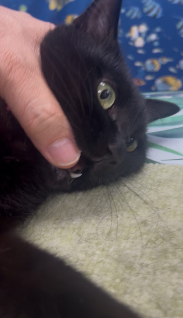 ののの | 専務のつぶやきブログ